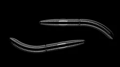 Libra Lures Fatty D'Worm 65 Cheese 6,5cm 001 - white